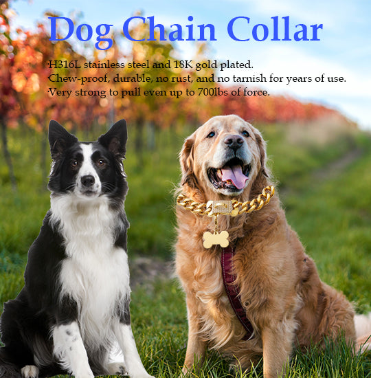 How to choose a perfect dog collar?