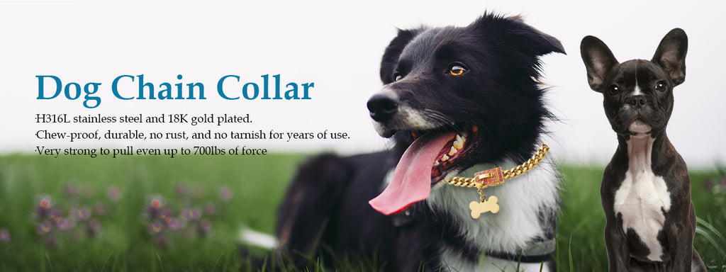 How to choose the proper dog collar for your dog?