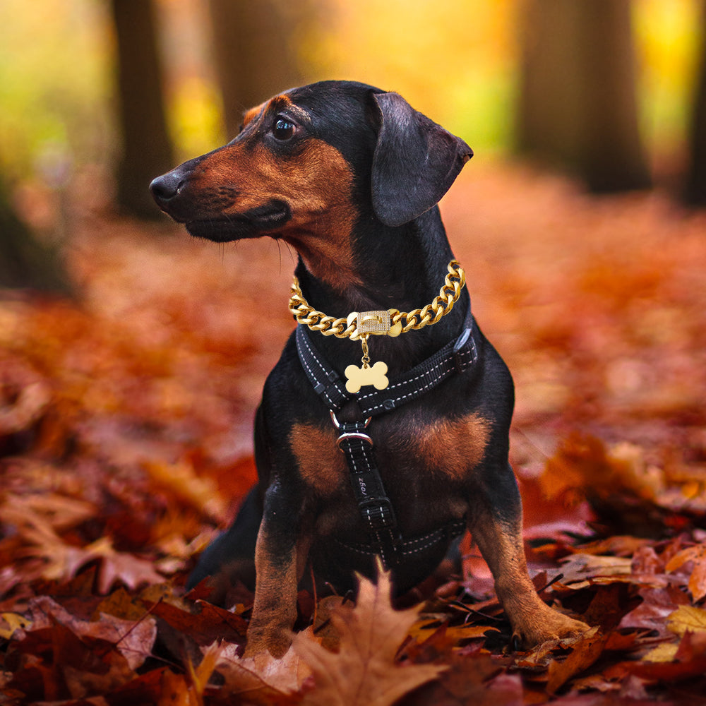 The Best Dog Collar in 2021