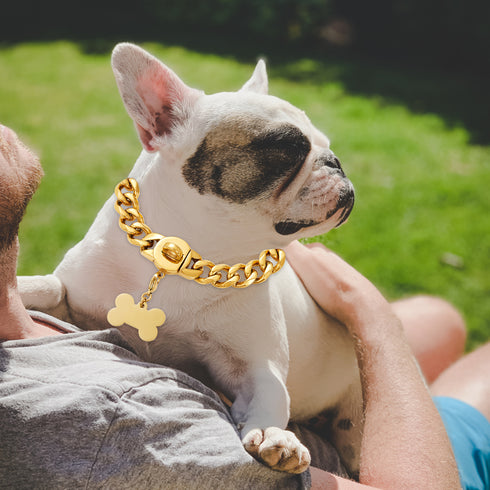 French bulldog clearance cuban link collar